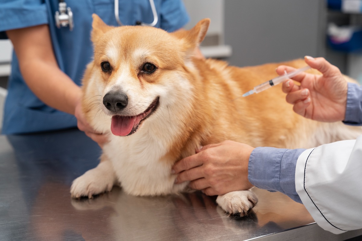 강아지 예방접종